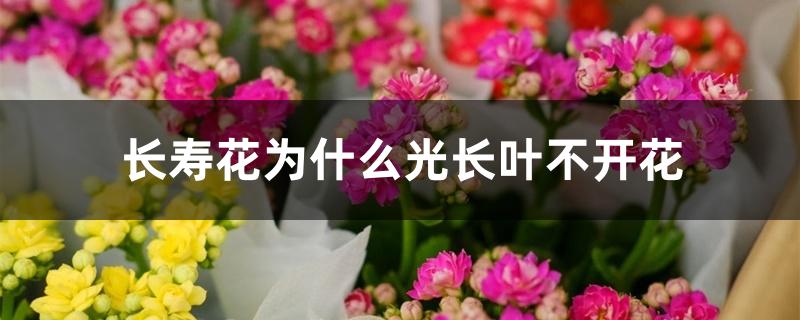 长寿花为什么光长叶不开花