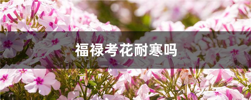 福禄考花耐寒吗