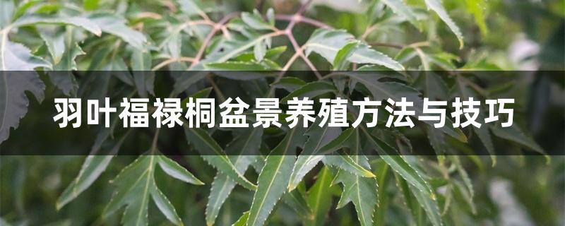 羽叶福禄桐盆景养殖方法与技巧