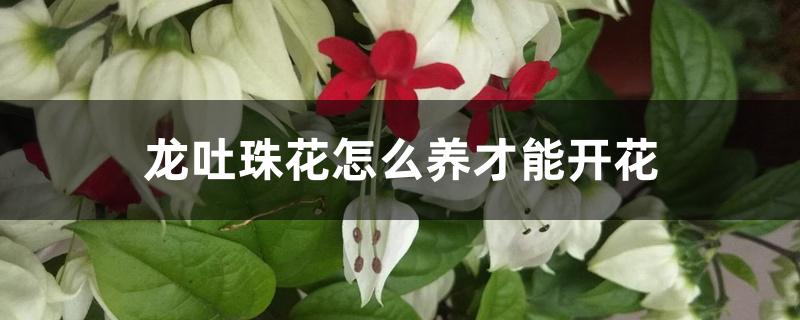 龙吐珠花怎么养才能开花