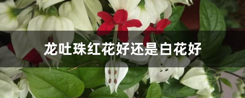 龙吐珠红花好还是白花好