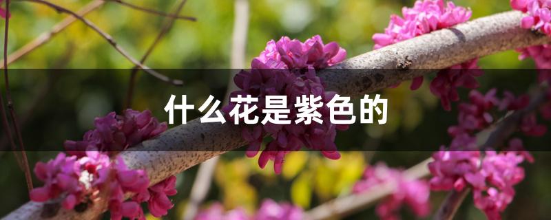 什么花是紫色的