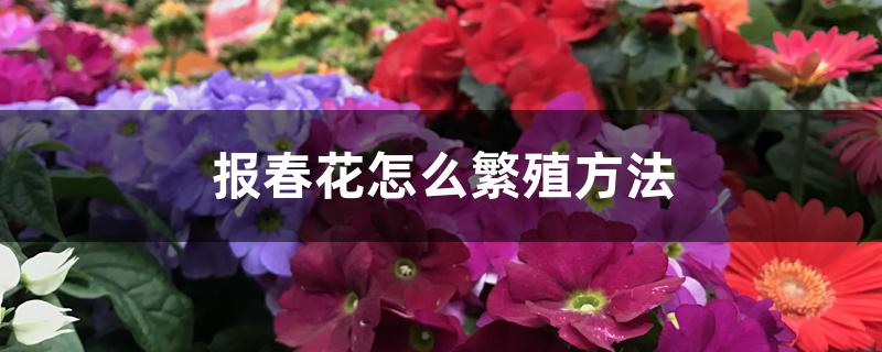 报春花怎么繁殖方法 报春花怎么繁殖方法