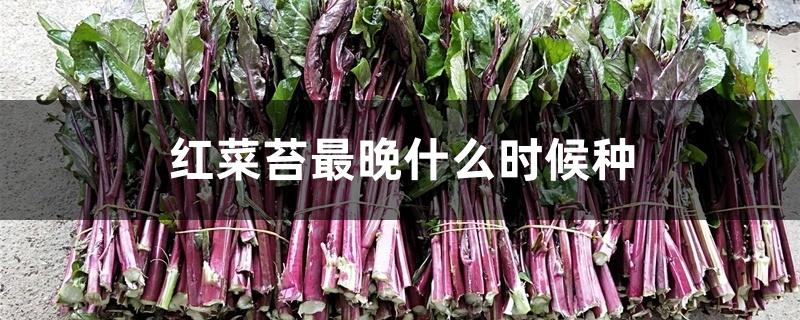 红菜苔最晚什么时候种