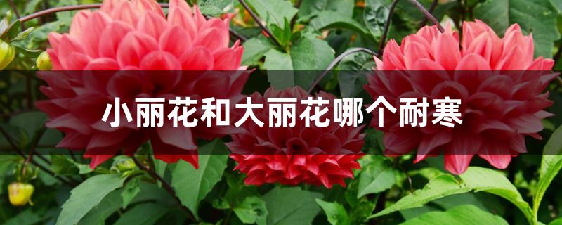 小丽花和大丽花哪个耐寒