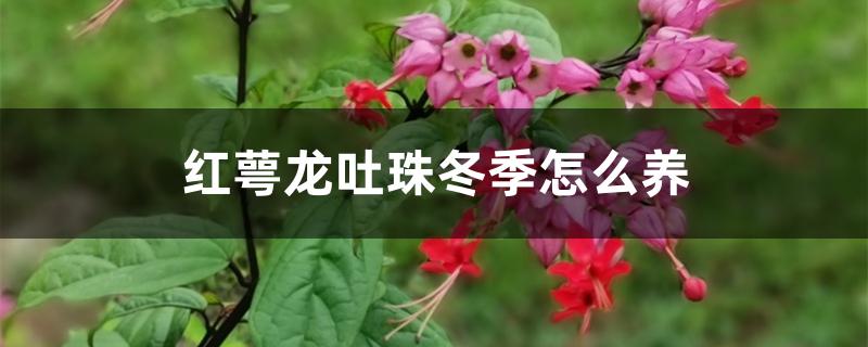 红萼龙吐珠冬季怎么养