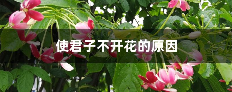 使君子不开花的原因