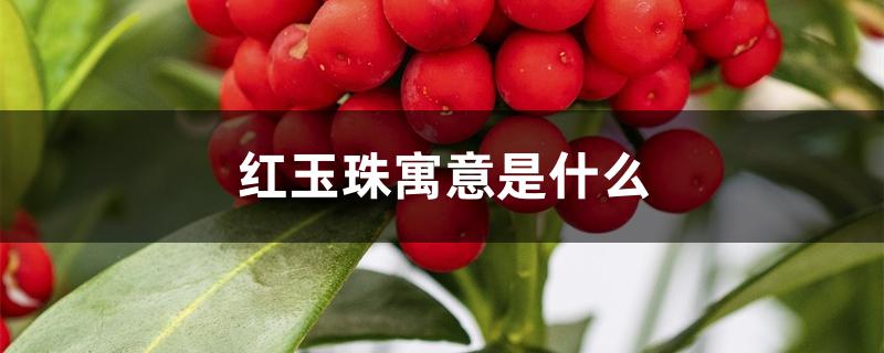红玉珠寓意是什么 红玉珠寓意是什么