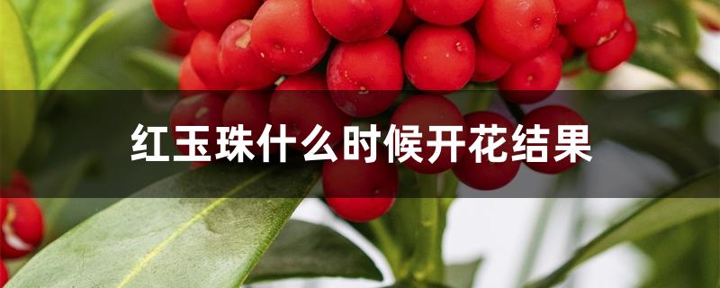 红玉珠什么时候开花结果