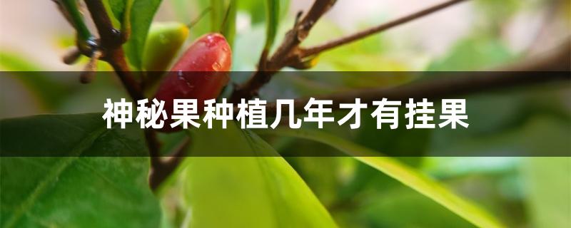 神秘果种植几年才有挂果