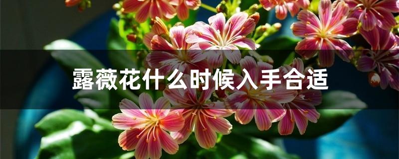 露薇花什么时候入手合适