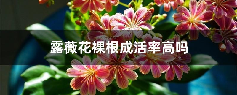 露薇花裸根成活率高吗