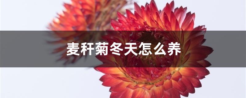 麦秆菊冬天怎么养