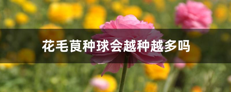 花毛茛种球会越种越多吗