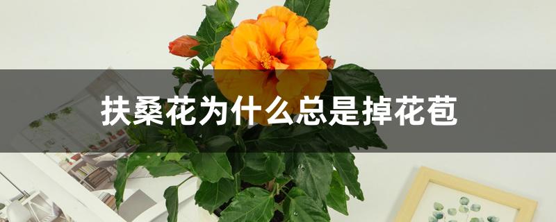 扶桑花为什么总是掉花苞