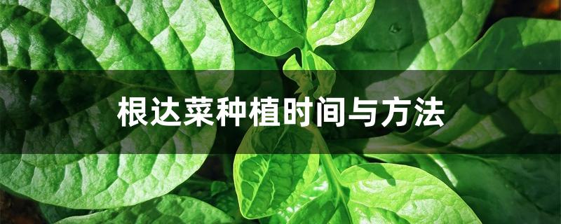 根达菜种植时间与方法 根达菜种植时间与方法