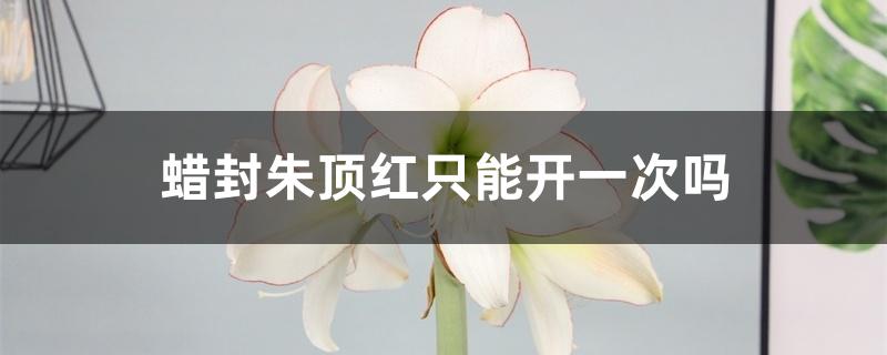 蜡封朱顶红只能开一次吗