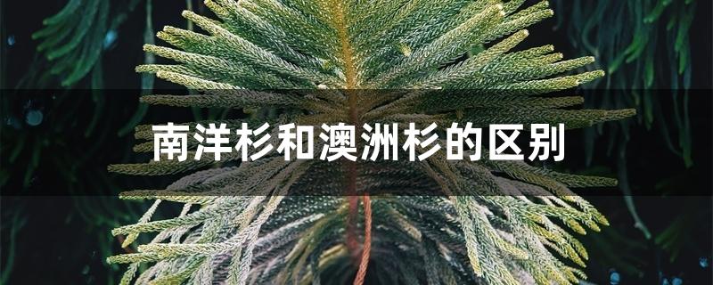 南洋杉和澳洲杉的区别