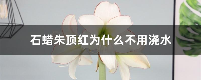 石蜡朱顶红为什么不用浇水