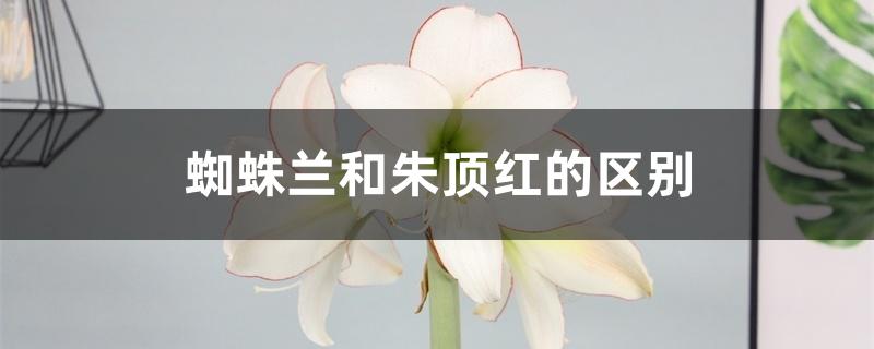 蜘蛛兰和朱顶红的区别