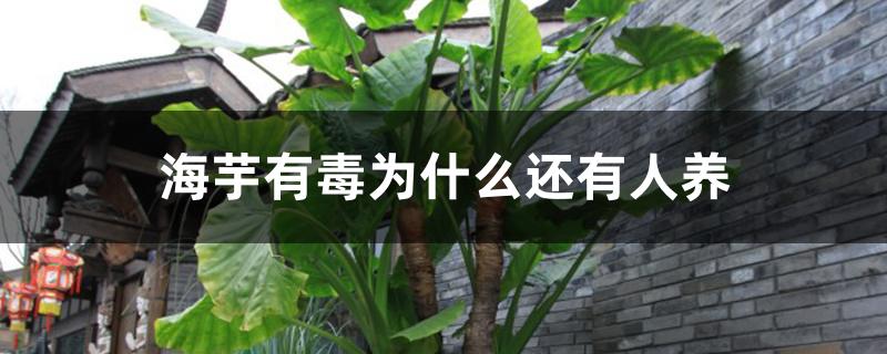 海芋有毒为什么还有人养 海芋有毒为什么还有人养