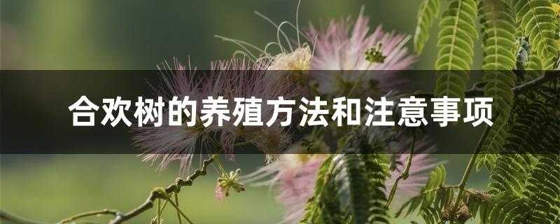 合欢树的养殖方法和注意事项