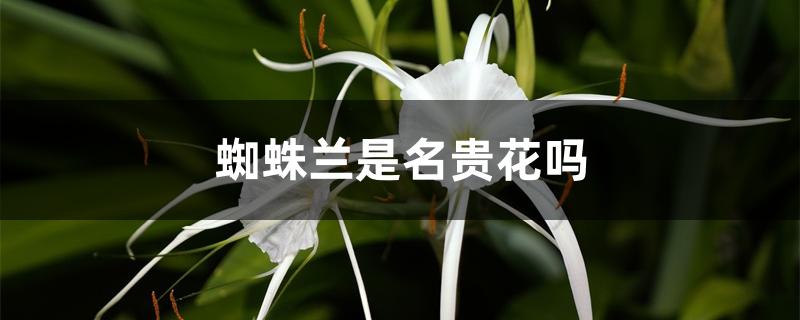蜘蛛兰是名贵花吗