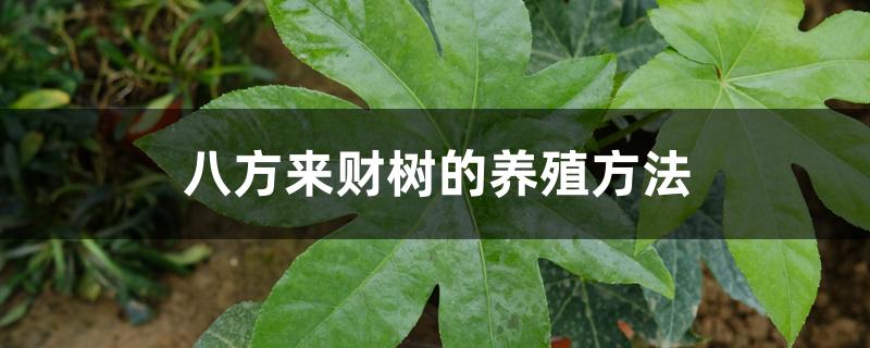 八方来财树的养殖方法