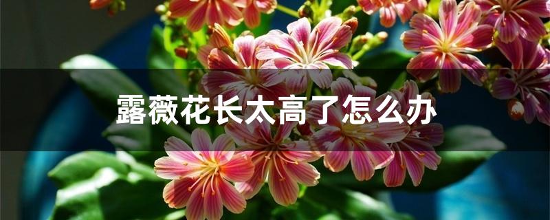 露薇花长太高了怎么办