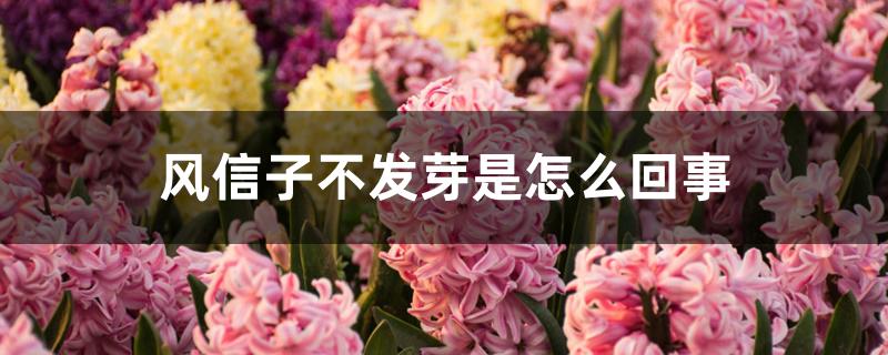 风信子不发芽是怎么回事