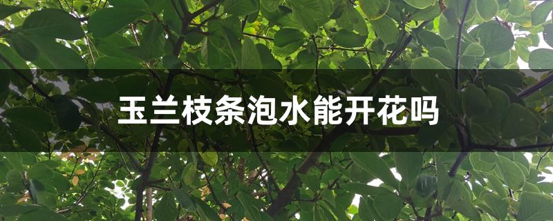 玉兰枝条泡水能开花吗