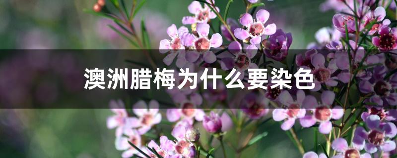 澳洲腊梅为什么要染色 澳洲腊梅为什么要染色