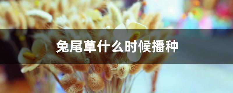 兔尾草什么时候播种