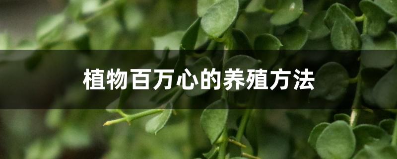 植物百万心的养殖方法