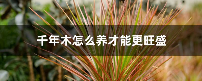 千年木怎么养才能更旺盛 千年木怎么养才能更旺盛