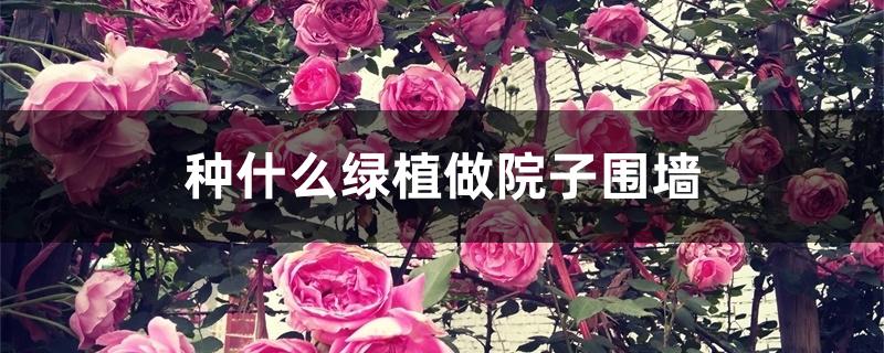 种什么绿植做院子围墙