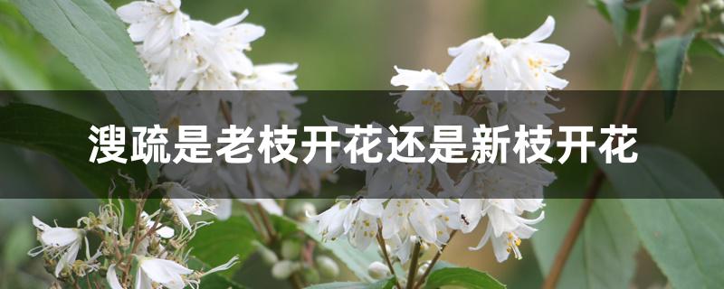 溲疏是老枝开花还是新枝开花