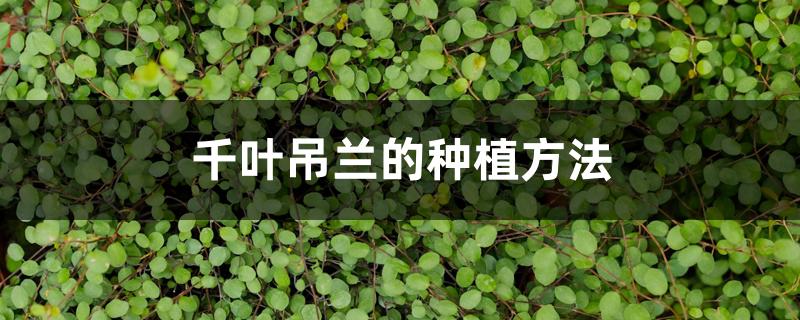 千叶吊兰的种植方法