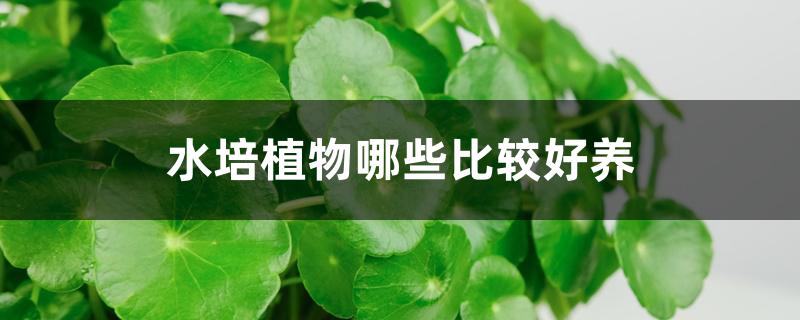 水培植物哪些比较好养