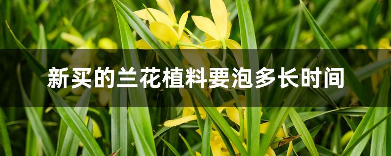 新买的兰花植料要泡多长时间