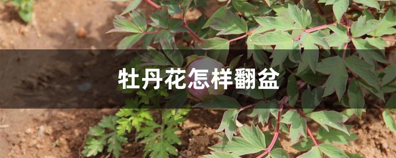 牡丹花怎样翻盆