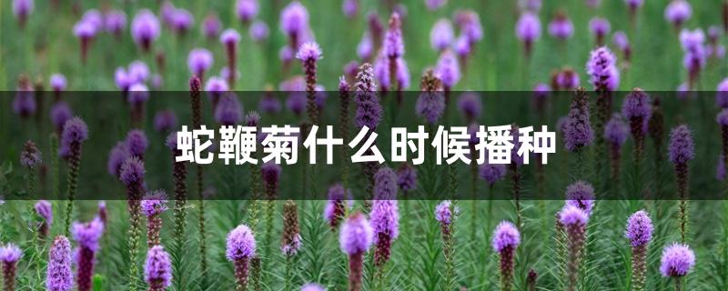 蛇鞭菊什么时候播种