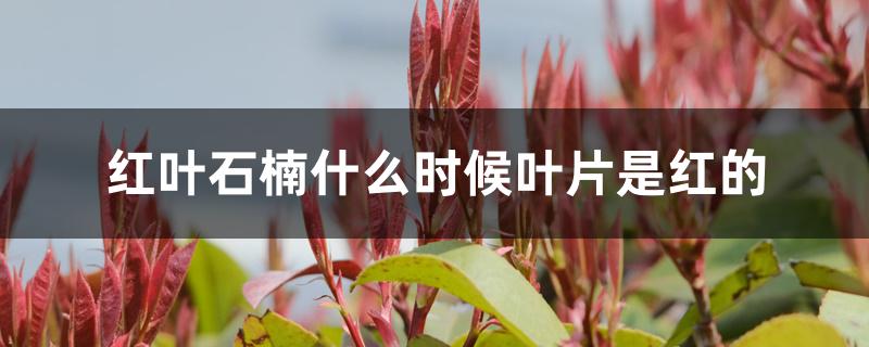 红叶石楠什么时候叶片是红的 红叶石楠什么时候叶片是红的
