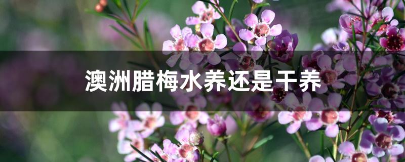 澳洲腊梅水养还是干养