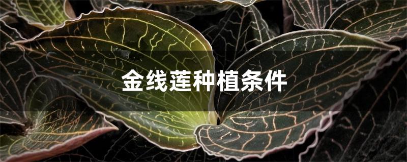 金线莲种植条件