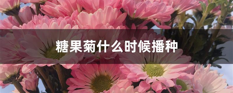 糖果菊什么时候播种