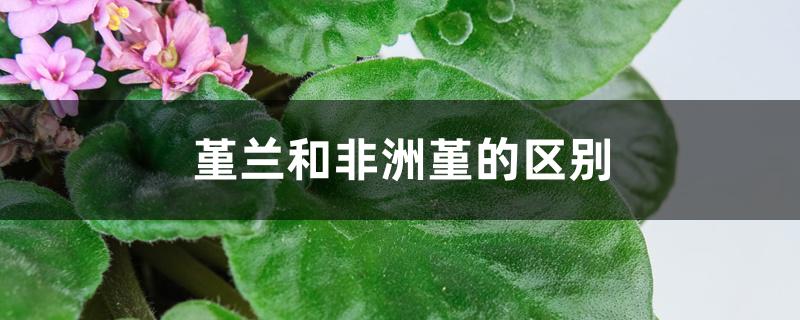 堇兰和非洲堇的区别