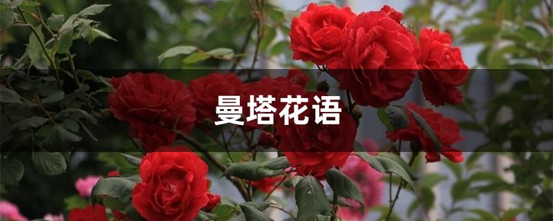 曼塔花语