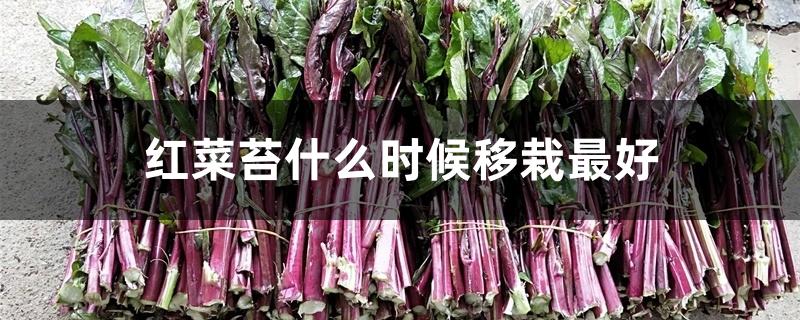 红菜苔什么时候移栽最好