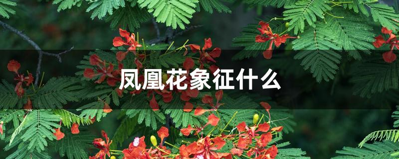 凤凰花象征什么